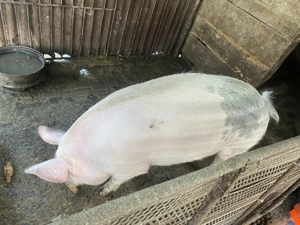 Porc de vanzare pentru craciun - imagine 2