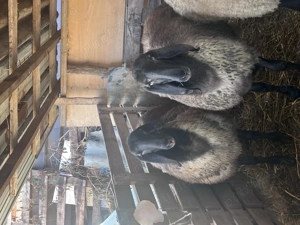 Miele de vânzare  - imagine 2