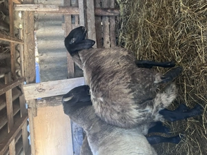 Miele de vânzare  - imagine 3