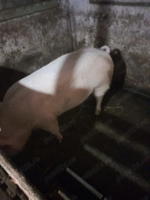 Porc de vânzare 140 de kg.Detalii la nr    - imagine 2