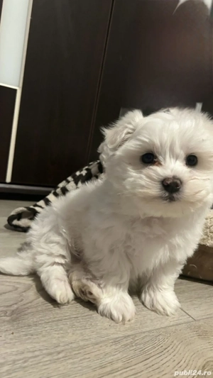 Bichon maltese