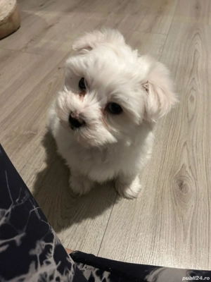 Bichon maltese - imagine 2