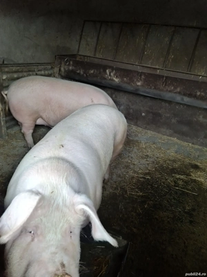 porci romanesti - imagine 2