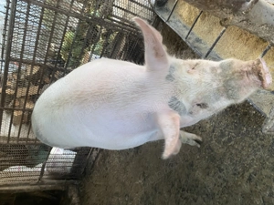 Porc de vanzare pentru craciun - imagine 3