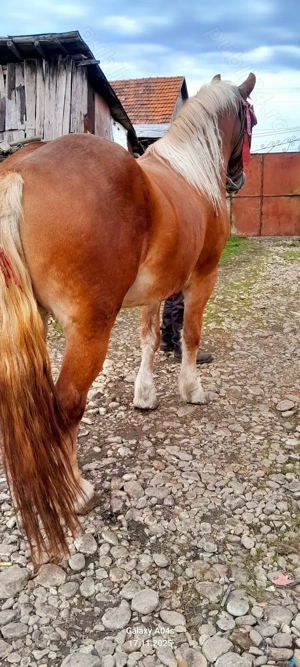 De vânzare o manză .tel (  - imagine 3