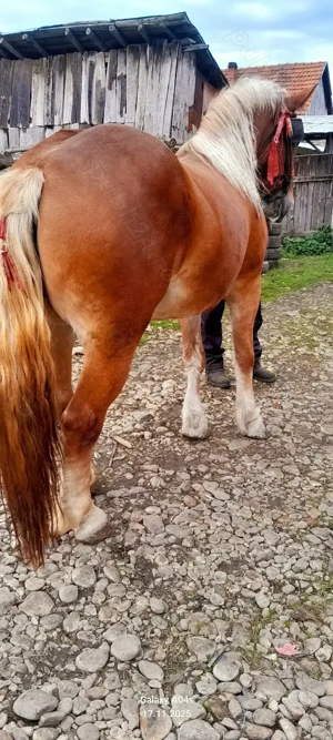 De vânzare o manză .tel (  - imagine 2