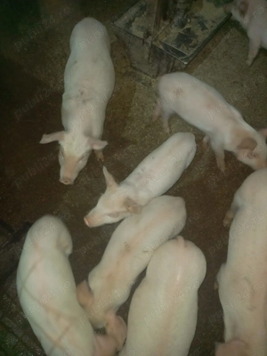 Vând purcei Marele Alb