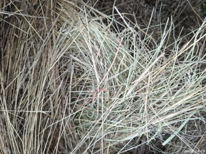 Baloti de fân mari de vanzare