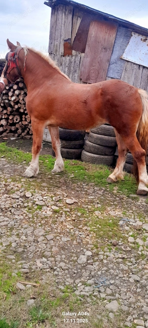 De vânzare o manză .tel (  - imagine 8