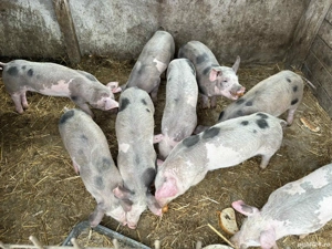 Vand purcei! - imagine 2