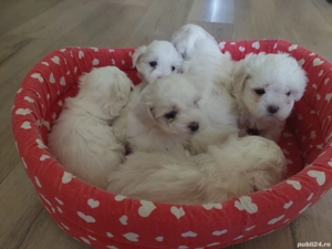 Pui Bichon Maltez - imagine 5