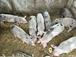 Vand purcei! - imagine 4