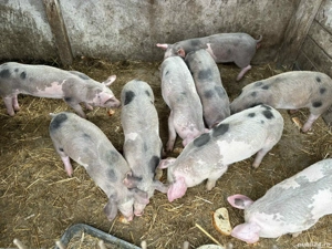 Vand purcei! - imagine 3