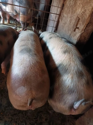 Porci de Vanzare - imagine 2