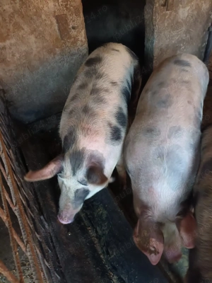 Porci de Vanzare