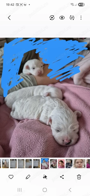 Bichonei de 6 saptamani