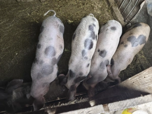 Vând porci de carne greutate 55-65 kg