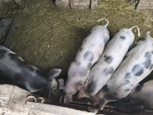 Vând porci de carne greutate 55-65 kg - imagine 2