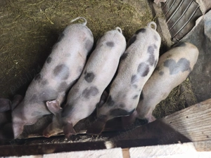 Vând porci de carne greutate 55-65 kg - imagine 4