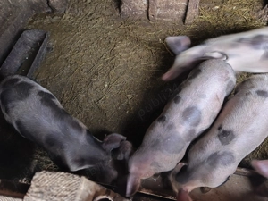 Vând porci de carne greutate 55-65 kg - imagine 3
