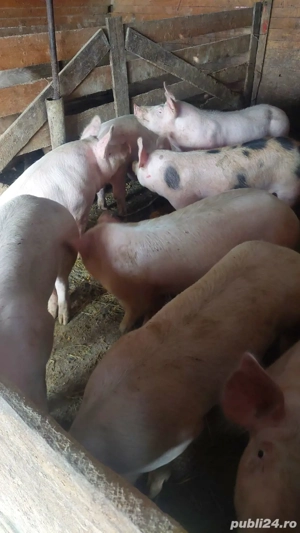 purcei rasa de vânzare 