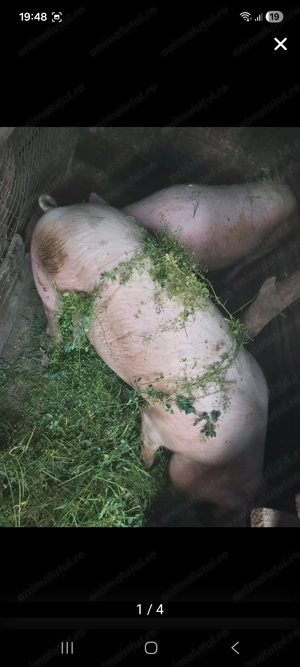 Vand porci cu greutati cuorinse intre 100-130 si peste 200 kg  - imagine 2