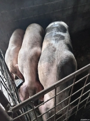 Vând porci mari - imagine 3