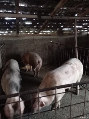 Vând porci mari - imagine 2