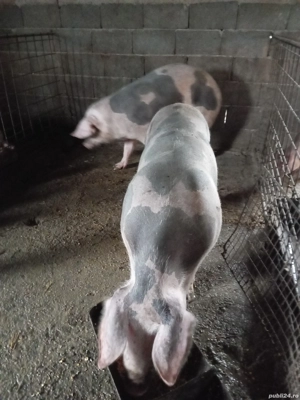 Vând porci mari - imagine 4