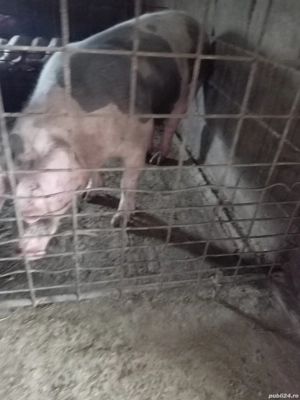 Vând porci mari - imagine 5