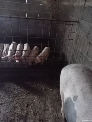 Vând purcei  - imagine 2