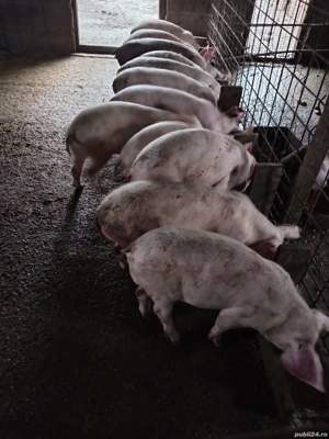 Vând purcei  - imagine 4