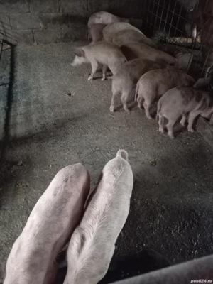 Vând purcei  - imagine 3