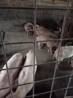 Vând purcei  - imagine 5