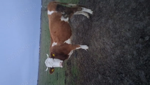 Vand vaca baltat de cinci ani cuminta sta la muls