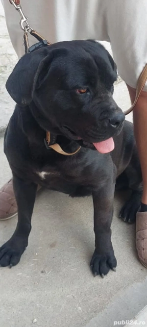 Vând femelă CANE Corso