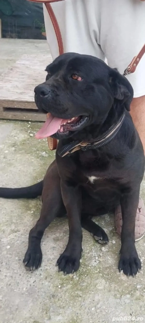 Vând femelă CANE Corso - imagine 4