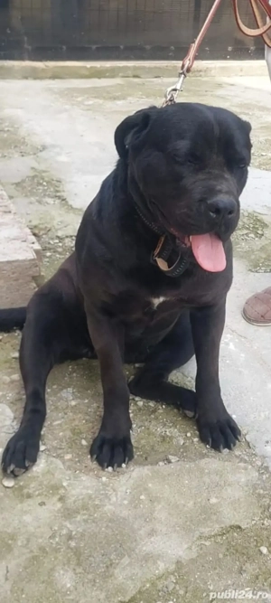 Vând femelă CANE Corso - imagine 2