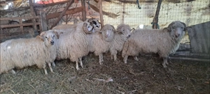 Berbeci de vanzare !! - imagine 3