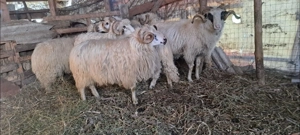 Berbeci de vanzare !! - imagine 2