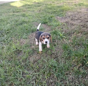Pui beagle tricolor - imagine 3