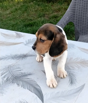 Pui beagle tricolor - imagine 2