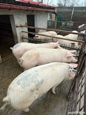Vand porci grasi 110 - 120 kg - imagine 5