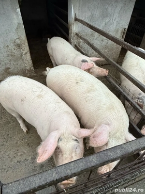 Vand porci grasi 110 - 120 kg