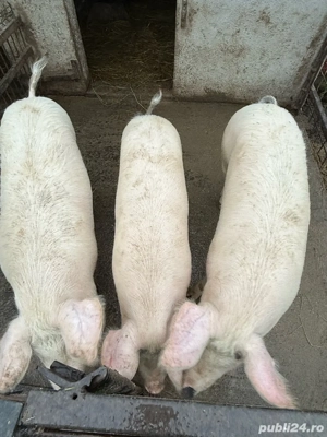 Vand porci grasi 110 - 120 kg - imagine 4