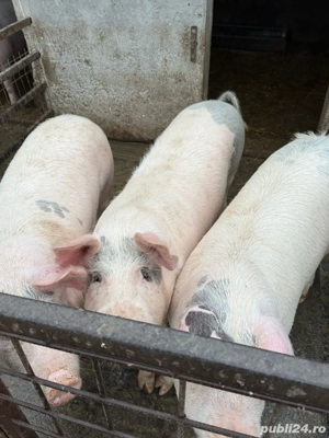 Vand porci grasi 110 - 120 kg - imagine 3
