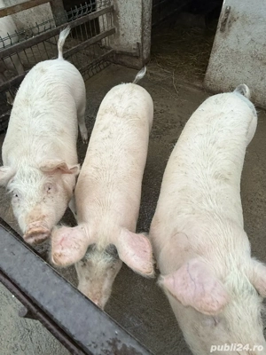 Vand porci grasi 110 - 120 kg - imagine 2