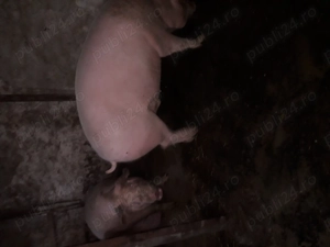 Se vinde totul natural