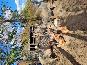 Vînd scroafe si purcei