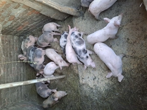 Vînd scroafe si purcei - imagine 2